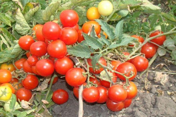 buisson de tomates