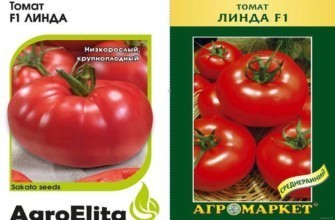 เมล็ดมะเขือเทศ