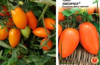 มะเขือเทศแคนทาเรล