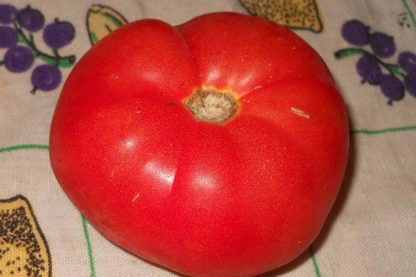 Grosse tomate