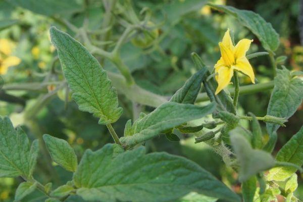 ดอกมะเขือเทศ