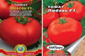 ลักษณะของมะเขือเทศ