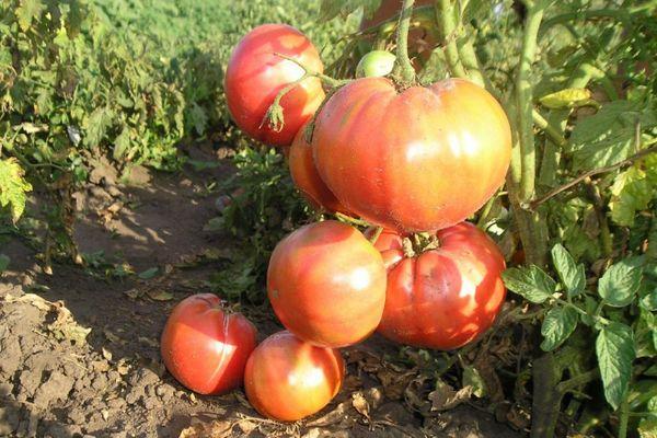 มะเขือเทศในสวน