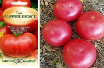 มะเขือเทศสีชมพู