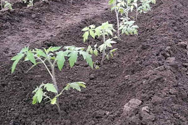 ต้นกล้าในดิน