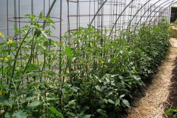 มะเขือเทศในเรือนกระจก