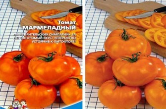 มะเขือเทศสีส้ม