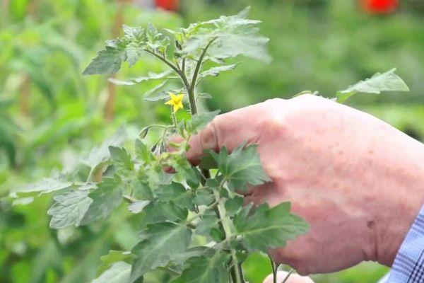 Description de la tomate Marmelade à croissance basse et culture de la variété en pleine terre