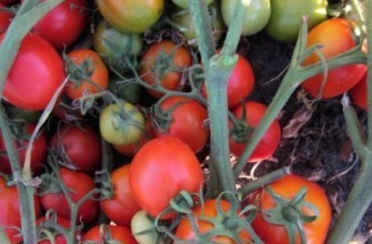 มะเขือเทศมารุเซีย