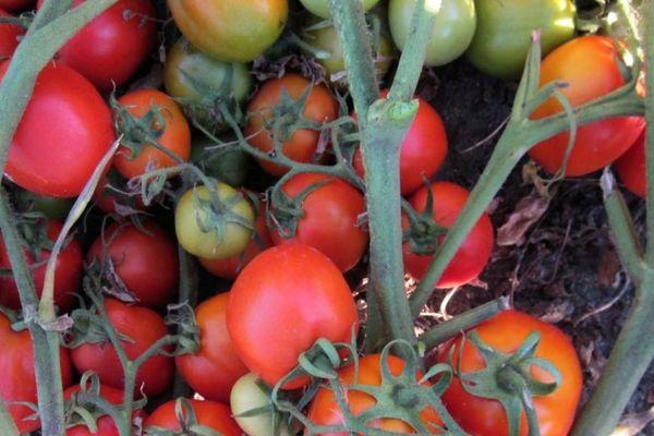 Tomates Marusya