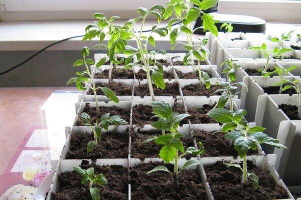 plants de tomates