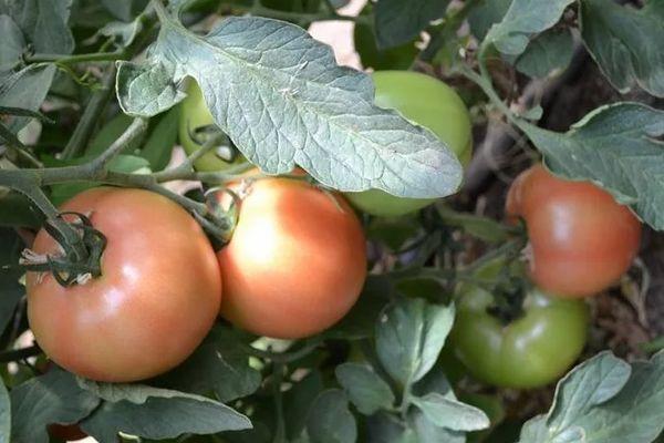 Cultiver des tomates