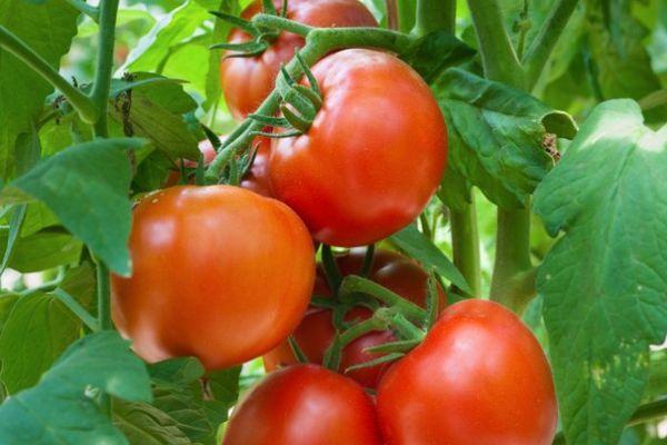Tomates hybrides