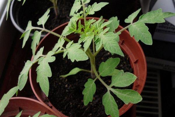 pousse de tomate