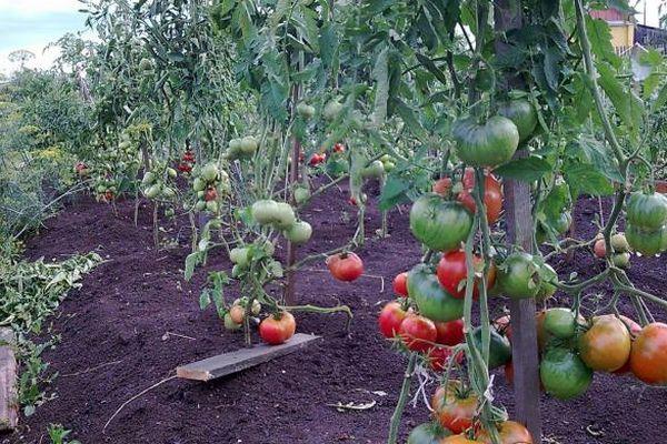 Cultiver des tomates