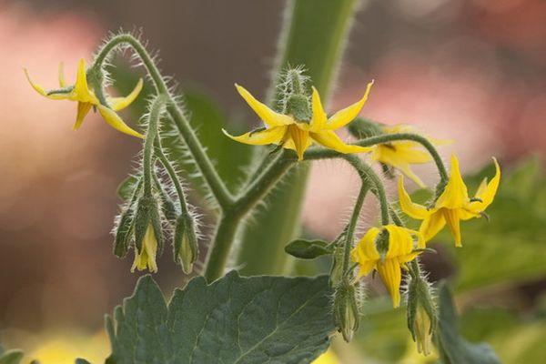 Fleur de tomate
