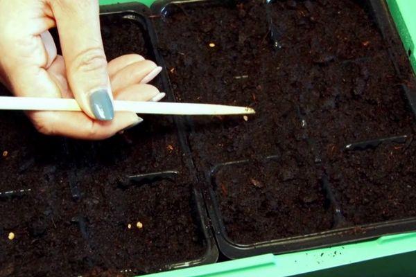 การปลูกเมล็ดพันธุ์