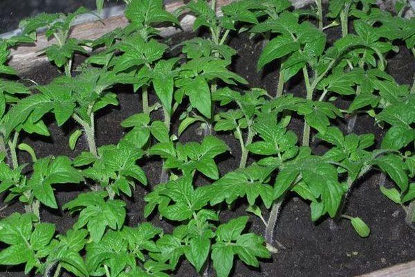 ภาชนะใส่ต้นกล้า