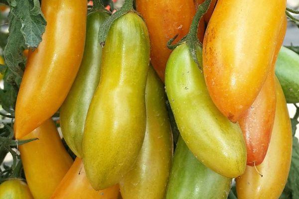 มะเขือเทศผลยาว