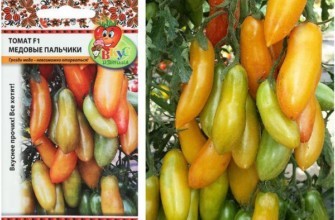 เมล็ดมะเขือเทศ