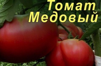 มะเขือเทศขนาดใหญ่