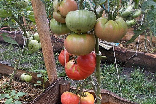 Cultiver des tomates