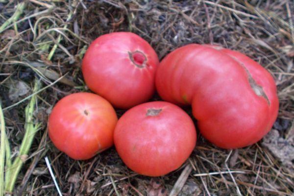 Tomates au miel