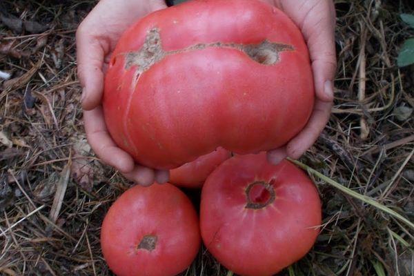 Tomates à gros fruits