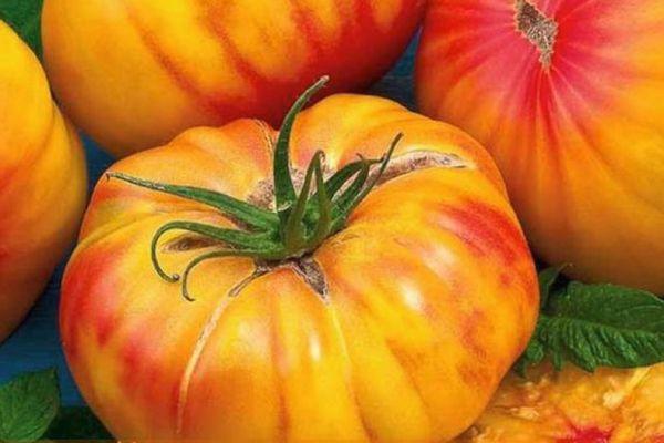 มะเขือเทศสีเหลือง