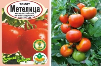 มะเขือเทศเมเตลิตซา