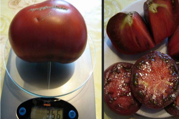 การชั่งน้ำหนักมะเขือเทศ