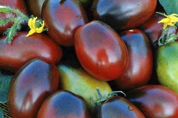 มะเขือเทศสีดำ