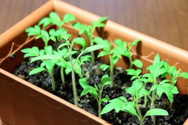 ต้นกล้ามะเขือเทศ