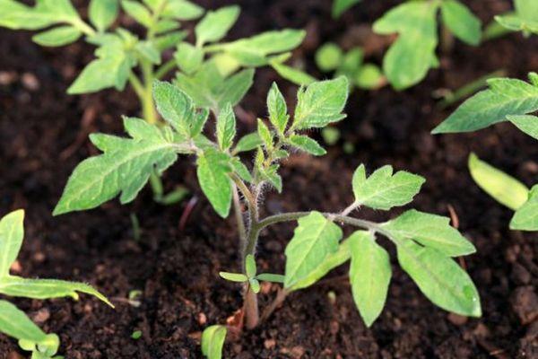 ต้นกล้ามะเขือเทศ