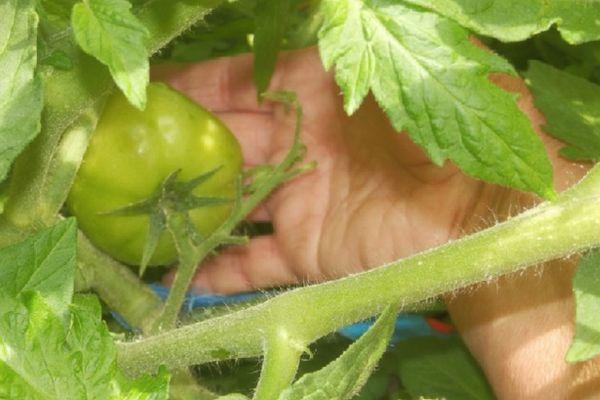 การปลูกมะเขือเทศ