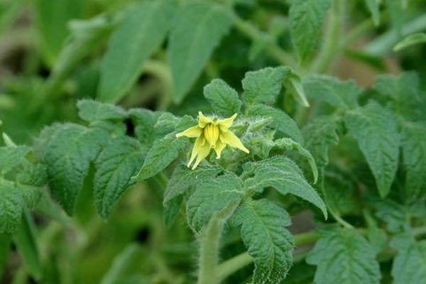 ดอกมะเขือเทศ