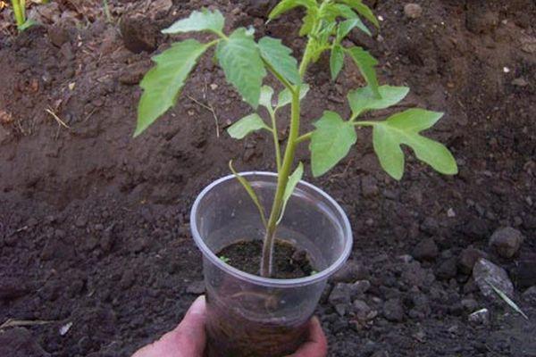 ต้นกล้ามะเขือเทศ