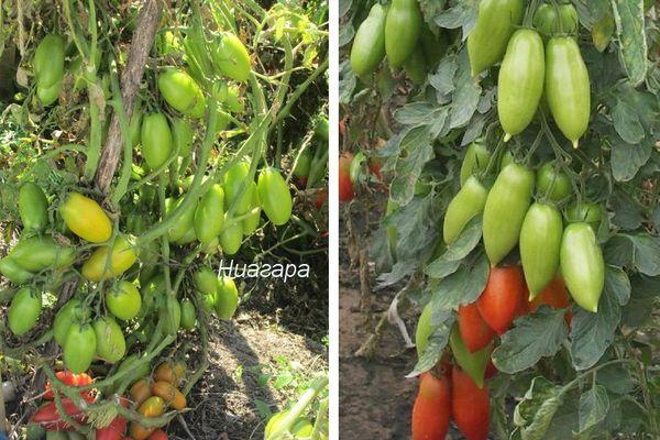 มะเขือเทศไนแองการา