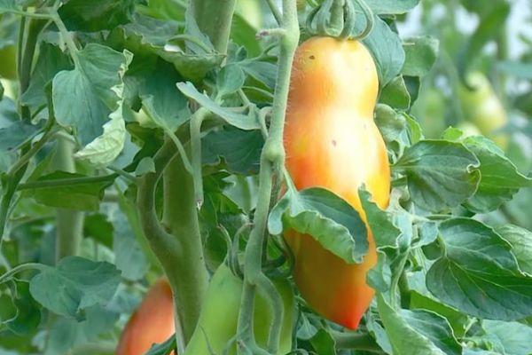 มะเขือเทศไนแองการา