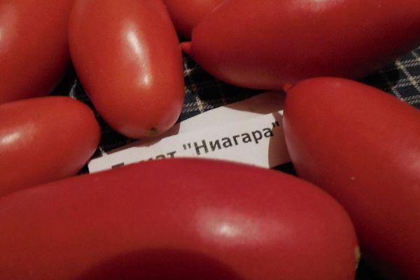 ผลมะเขือเทศ