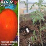 มะเขือเทศ นอนน่า เอ็ม