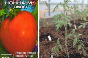 ลักษณะของมะเขือเทศลูกผสม Nonna M การปลูกต้นกล้าและการดูแล