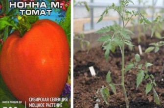 มะเขือเทศ นอนน่า เอ็ม