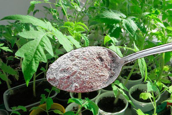 Engrais pour tomates