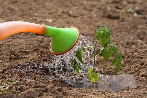 Arroser les tomates