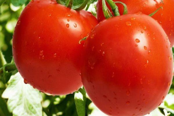 มะเขือเทศขนาดใหญ่
