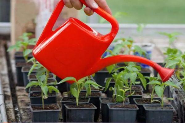 การรดน้ำต้นกล้า