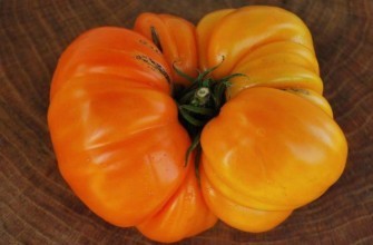 มะเขือเทศสีส้ม