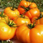 มะเขือเทศสีส้ม