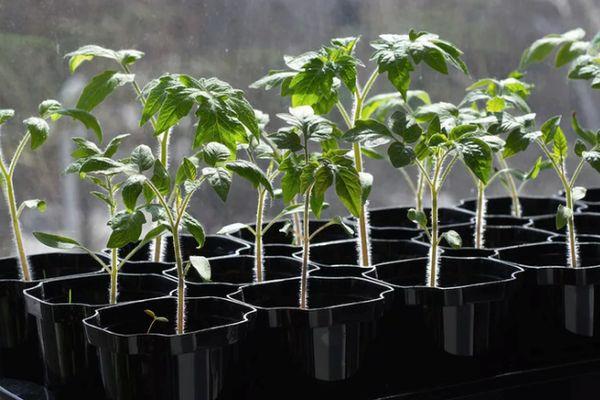 ภาชนะใส่ต้นกล้า